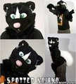 Spotted Skunk partial by Gel