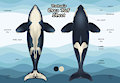 Orca Ref Sheet [C]