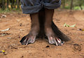 Beaver people / photomanipulation