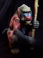 Dreg the baboon