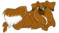 Chew Pekingese by ChewPekingese