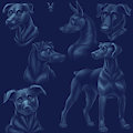 Dog and Shading Practice