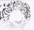 Tiger eyes