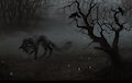 Lost in the Mist