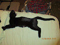 Me-you's Long Tail