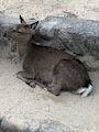 Chillaxed Deer