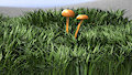 Mashrooms, grass land and other foliage