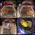 Baby Dragon in a Bottle