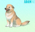 Adam