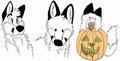 foxes, foxes everywhere