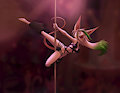 Shock Stripper by Dreamkeepers