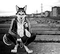hosky by feverchilll