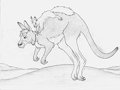 Roo Ride!