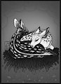 Fawns