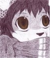 Wintry cat