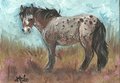 Appaloosa by Fancy