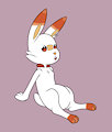 Scorbunny clean