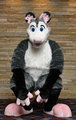 Possum Face