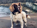 My Lovely Furbabies by trioami