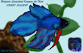 [Memorial] Benjamin the Betta by DarkwolfUntamed