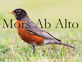 Mors Ab Alto by Phero