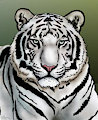 White Tiger