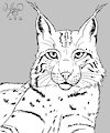 Lynx Lynx