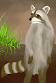 Raccoon (Art from Life)