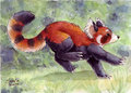 Running Panda Speedpaint by SilentRavyn