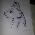 A wolf by Joshuaaless999