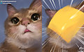 Cheese slap!