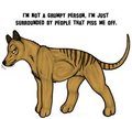 Grumpy thylacine
