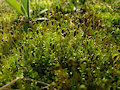 Some Close Moss