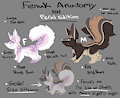 Fenuk anatomy 101 : Feral Edition