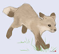 Fox Practice Sketch 3