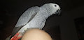 My African gray  Anna