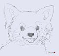 Red Panda Sketch