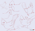Birbs practice