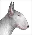 Bullheaded by darkmare