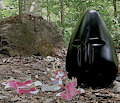 The Head-Worshipping MiniFoxes (low-res)