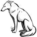 Brush Wolf