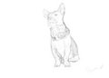 Corgi Corgi by oonami