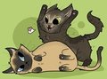 there are cats everywhere
