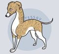a little whippet