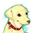 Lab Puppy by Tsareia