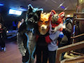 Two Wolves, One Fox