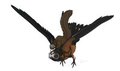 Flying squirrel by oonami