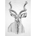 Kudu antelope