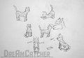 Pets: Cats