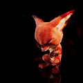 Sad little fox